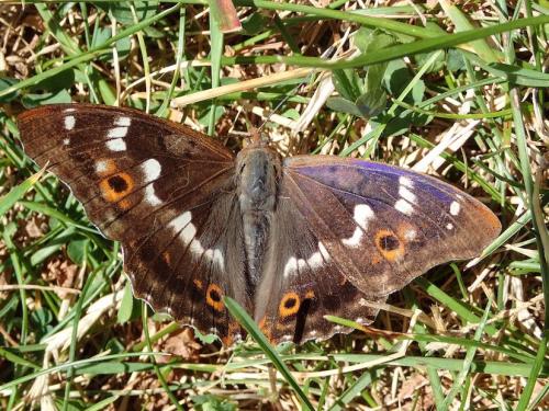 Réf. 324 152 : Apatura ilia